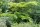 Schlafbaum - Seidenbaum Albizia julibrissin 80-100 cm, im Container