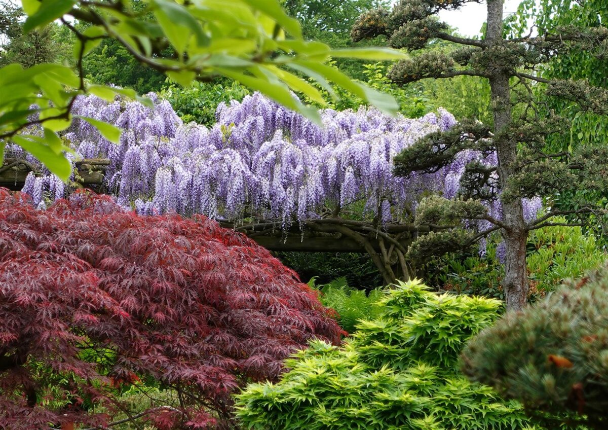 Japanischer Blauregen 'Blue Dream' Wisteria floribunda, 26,95