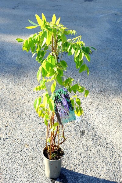 Blauregen 'Blue Dream' Wisteria floribunda 'Blue Dream'