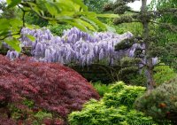 Blauregen Blue Dream Wisteria floribunda Blue Dream