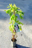 Blauregen Blue Dream Wisteria floribunda Blue Dream 60-100 cm, im 3-Liter Topf