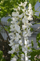 Blauregen Snow Shower Wisteria floribunda Snow Shower