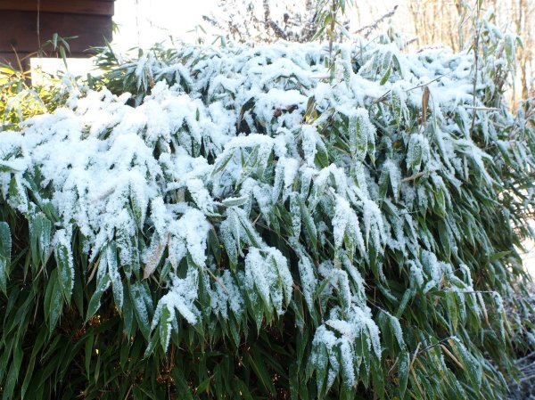 Der kompakte Gartenbambus Simba Fargesia murieliae