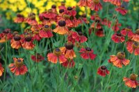 Sonnenbraut  Moerheim Beauty - Helenium x cultorum...