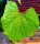 Scheinrebe - Ussuri Scheinrebe - Ampelopsis brevipedunculata
