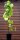 Scheinrebe - Ussuri Scheinrebe - Ampelopsis brevipedunculata 60-100 cm, im 3-Liter Topf