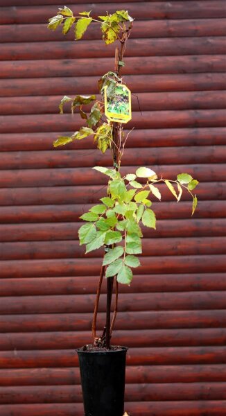 Scheinrebe - Großblättrige Scheinrebe - Ampelopsis megalophylla 60-100 cm, im 3-Liter Topf
