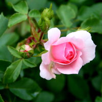 Beetrose Bonica 82 ® rosafarbene Blüte,...