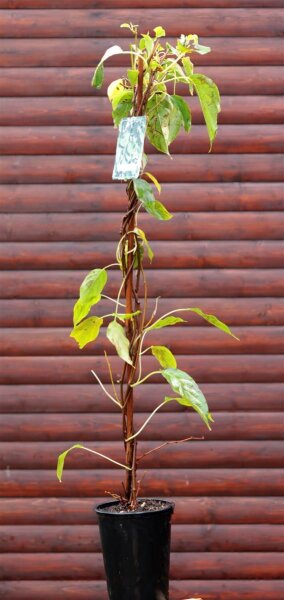 Selbstfruchtende Stachelbeerkiwi - Actinidia arguta ´Issai´  60-100 cm, im 3-Liter Topf