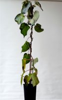 Männliche Kiwi Tomuri - Befruchter 60-100 cm, im...