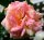 Kletterrose - Rose Alchymist‘ - Rosa Alchymist‘