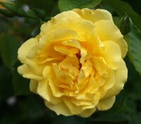 Kletterose - Rosa Golden Gate‘ im 5 Liter...
