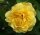 Kletterose - Rosa Golden Gate‘ im 5 Liter Container, Güteklasse A