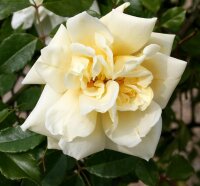 Kletterose - Alberic Barbier‘ im 7,5 Liter...