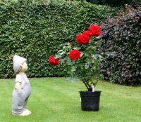 Kletterrose  Santana - Rose im 5-Liter Container,...