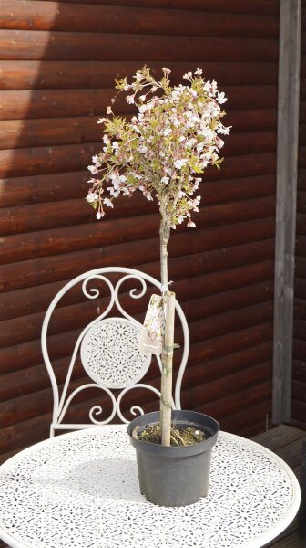 Mrzkirsche Fujikirsche Prunus incisa 'Kojou-no-mai', 23,95