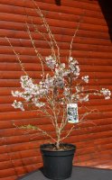 Märzkirsche Fujikirsche Prunus incisa Kojou-no-mai