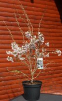 Märzkirsche -Fujikirsche - Prunus incisa...