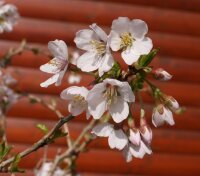 Märzkirsche -Fujikirsche - Prunus incisa Kojou-no-mai 30-40 cm, Strauch im Container