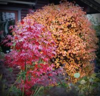 Märzkirsche -Fujikirsche - Prunus incisa Kojou-no-mai 30-40 cm, Strauch im Container