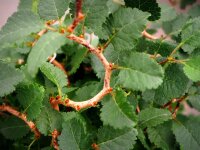 Märzkirsche -Fujikirsche - Prunus incisa Kojou-no-mai 30-40 cm, Strauch im Container