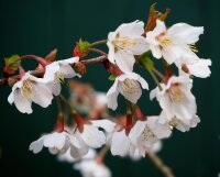 Märzkirsche -Fujikirsche - Prunus incisa Kojou-no-mai 30-40 cm, Strauch im Container