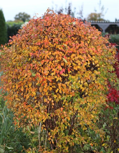 Märzkirsche Fujikirsche  Prunus incisa Kojou-no-mai 60-80 cm, Strauch im Container