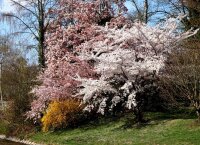 Tokiokirsche - Prunus  yedonensis 60-100 cm, Strauch im Container