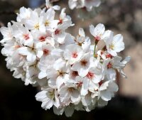 Tokiokirsche - Prunus  yedonensis 60-100 cm, Strauch im Container
