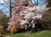 Tokiokirsche - Prunus  yedonensis 60-100 cm, Strauch im Container