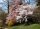 Tokiokirsche - Prunus  yedonensis 60-100 cm, Strauch im Container