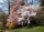Tokiokirsche - Prunus  yedonensis 60-100 cm, Strauch im Container