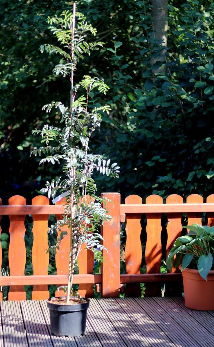 Essbare Eberesche 'Edulis' - Süße Eberesche - Sorbus aucuparia, 54,95