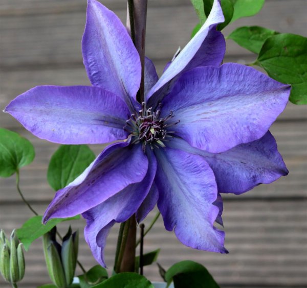 Großblumige Waldrebe - Clematis Hybride ´The President´
