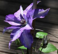 Großblumige Waldrebe - Clematis Hybride ´The President´