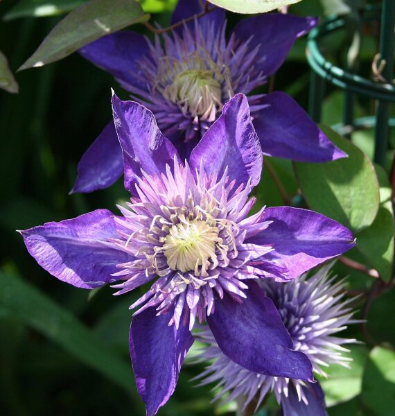 Großblumige Waldrebe Multi Blue - Clematis Hybride 60-100 cm, Kletterpflanze im 2-Liter Rosentopf