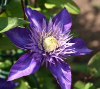Großblumige Waldrebe Multi Blue - Clematis Hybride 60-100 cm, Kletterpflanze im 2-Liter Rosentopf