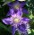 Großblumige Waldrebe Multi Blue - Clematis Hybride 60-100 cm, Kletterpflanze im 2-Liter Rosentopf