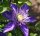 Großblumige Waldrebe Multi Blue - Clematis Hybride 60-100 cm, Kletterpflanze im 2-Liter Rosentopf