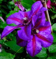 Großblumige Waldrebe ´Mrs Thompson´-...