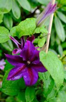 Großblumige Waldrebe ´Mrs Thompson´-...