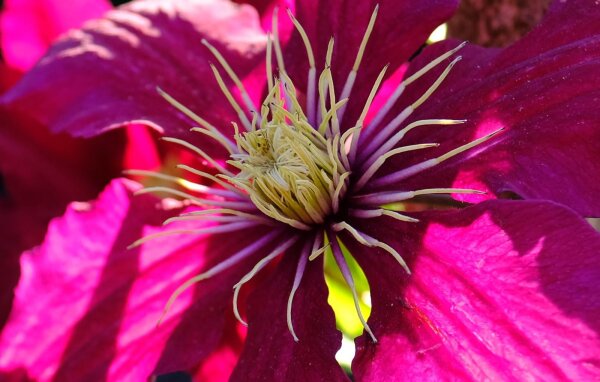 Großblumige Waldrebe - Clematis Hybride ´Niobe´  60-100 cm, Kletterpflanze im 2-Liter Rosentopf