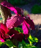 Großblumige Waldrebe - Clematis Hybride ´Niobe´  60-100 cm, Kletterpflanze im 2-Liter Rosentopf