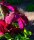Großblumige Waldrebe - Clematis Hybride ´Niobe´  60-100 cm, Kletterpflanze im 2-Liter Rosentopf