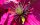 Großblumige Waldrebe - Clematis Hybride ´Niobe´  60-100 cm, Kletterpflanze im 2-Liter Rosentopf