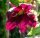 Großblumige Waldrebe - Clematis Hybride ´Niobe´  60-100 cm, Kletterpflanze im 2-Liter Rosentopf
