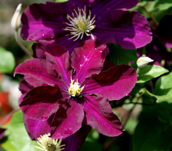 Großblumige Waldrebe - Clematis Hybride ´Warsawska Nike´
