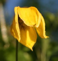 Goldene Waldrebe - Clematis tangutica