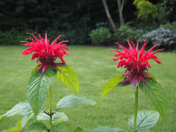 Indianernessel Gardenview Scarlett  - Monarda fistulosa