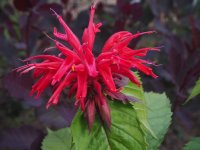 Indianernessel Gardenview Scarlett  - Monarda fistulosa